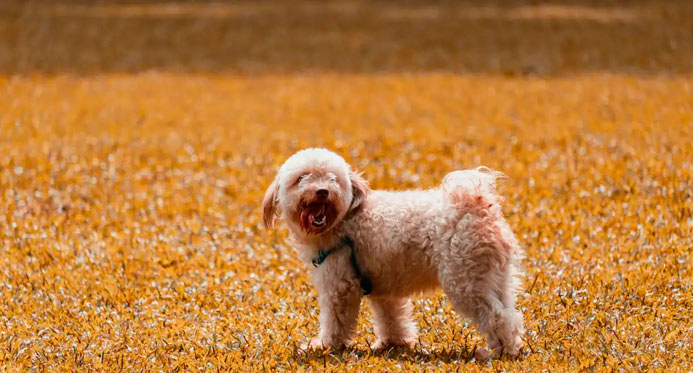 Crimes contra cães e gatos podem ter multa mínima de R$ 10 mil; Câmara debate