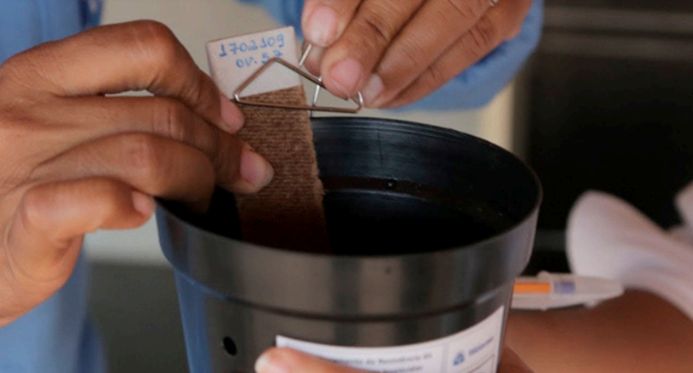 Projeto de monitoramento coleta mais de 100 mil ovos do Aedes aegypti em 15 municípios capixabas