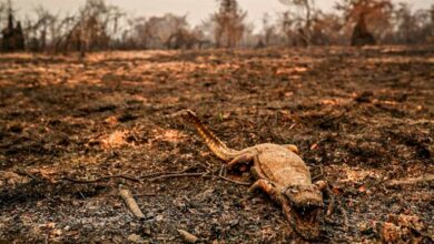 Brasil pode perder o Pantanal até o fim do século se tendências não forem revertidas, diz Marina Silva