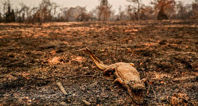 Brasil pode perder o Pantanal até o fim do século se tendências não forem revertidas, diz Marina Silva
