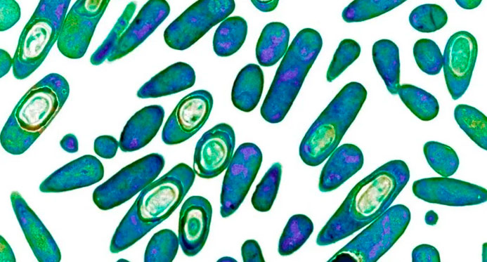 Resistência a antibióticos pode causar mais de 39 milhões de mortes até 2050, aponta estudo