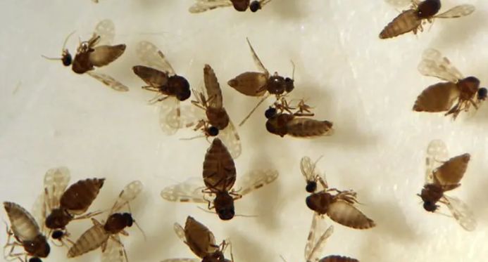 Febre do Oropouche: Espírito Santo registra 1.790 casos e confirma três mortes
