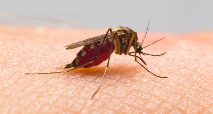 Casos de Febre do Oropouche ultrapassam 6 mil no Espírito Santo
