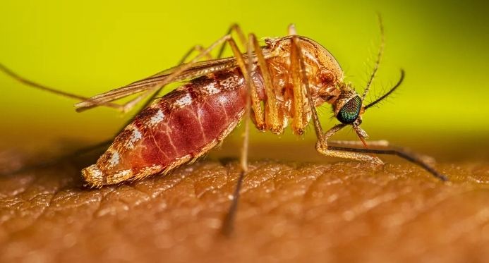 Espírito Santo registra mais de 8 mil casos de Febre do Oropouche