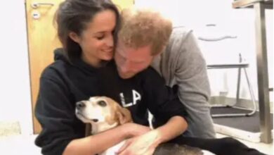 Meghan Markle volta ao Instagram e revela triste perda: 'Em memória de Guy'