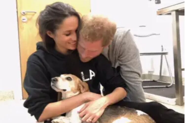 Meghan Markle volta ao Instagram e revela triste perda: 'Em memória de Guy'