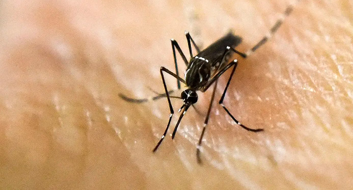 Brasil encerra janeiro com mais de 180 mil casos de dengue e 38 mortes