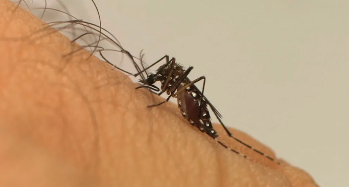 Espírito Santo registra caso de dengue tipo 3
