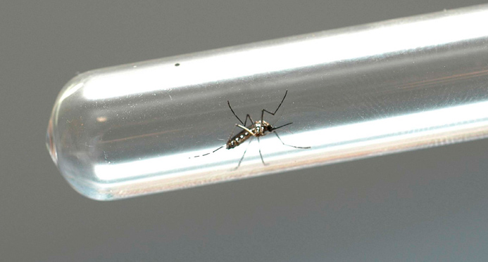 Ministérios da Saúde e Educação iniciam mobilização contra a dengue em escolas do ES