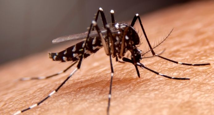 ES registra queda de 78% nos casos de dengue nos 2 primeiros meses de 2025
