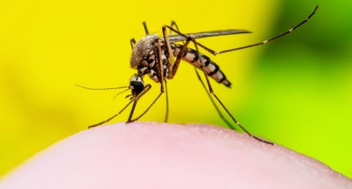 Espírito Santo receberá 20 mil doses de vacina contra febre amarela