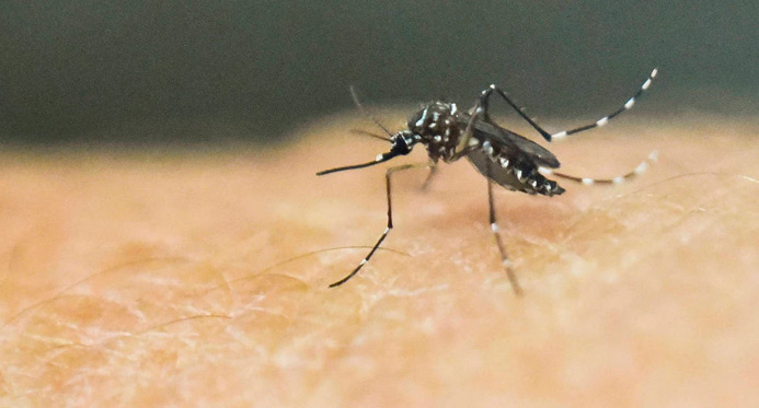 Sesa confirma segundo caso da dengue tipo 3 no Espírito Santo