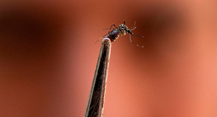 Cenário da dengue é de redução de casos, mas alerta ainda é válido em todo Estado