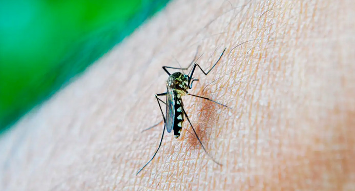 Prefeitura de Jaguaré vai promover ações para combater mosquito da dengue