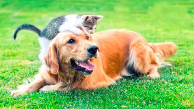 Sinpatinhas: Governo lança RG para cães e gatos nesta quinta