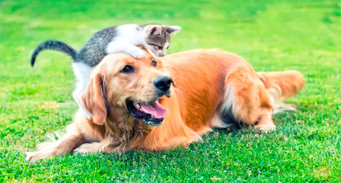 Sinpatinhas: Governo lança RG para cães e gatos nesta quinta