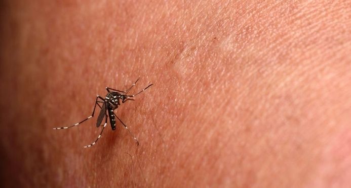 Chikungunya: Jaguaré declara estado de emergência em saúde pública