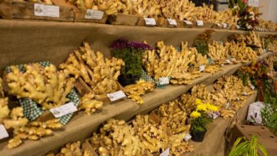 Expo Gengibre celebra produção da agricultura familiar com shows e gastronomia
