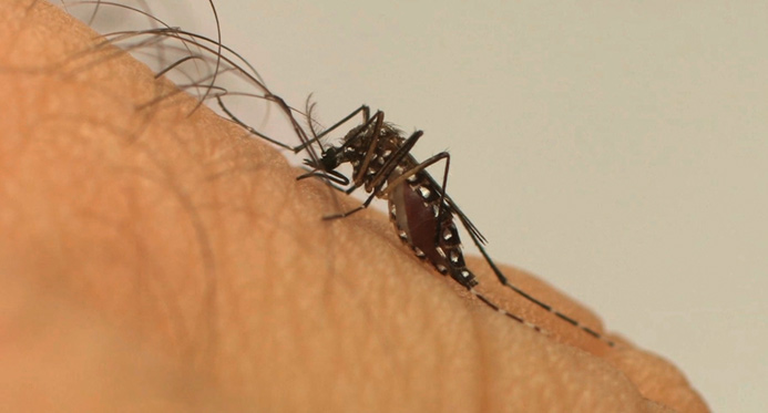 Prefeitura de Jaguaré define ações de combate à dengue e chikungunya