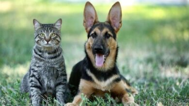 Nova lei proíbe tatuagens e piercings em cães e gatos em todo o Brasil