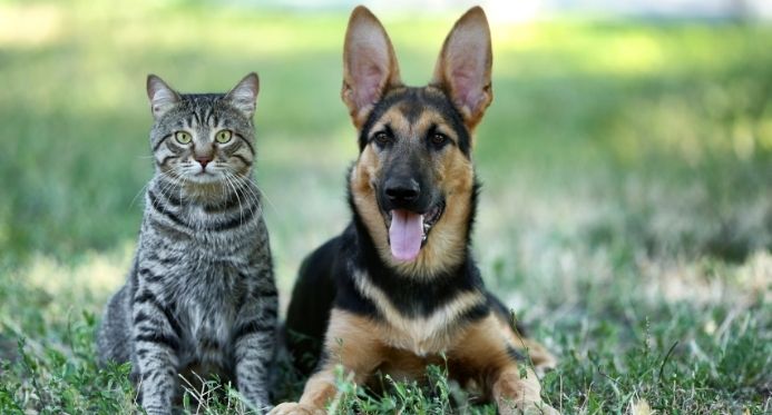 Nova lei proíbe tatuagens e piercings em cães e gatos em todo o Brasil