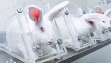 Sancionada lei que proíbe uso de animais em testes cosméticos