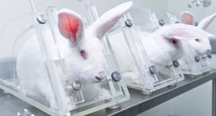 Sancionada lei que proíbe uso de animais em testes cosméticos