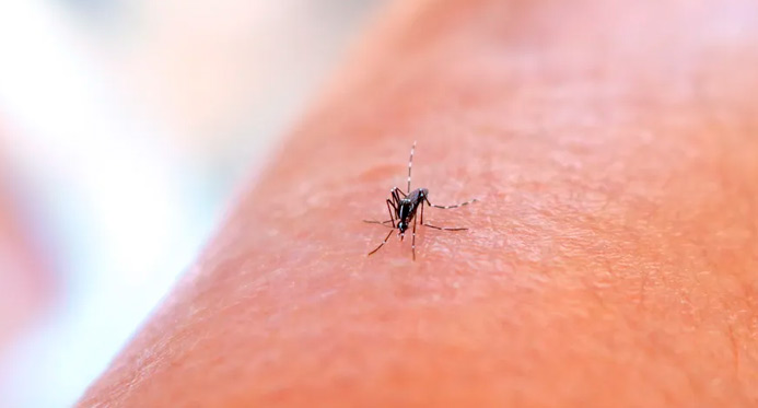 Prevenção no ES: Combate ao Aedes aegypti é intensificado antes da chegada do verão
