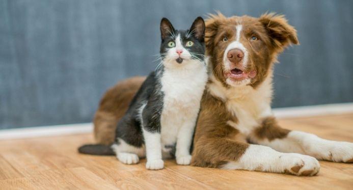 Rio Bananal vacina de graça cães e gatos contra a raiva; saiba como participar