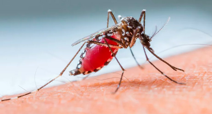 Infecções por Aedes aegypti elevam risco de complicações no parto