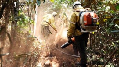 Queimadas têm queda histórica e atingem o menor nível em agosto desde 1998
