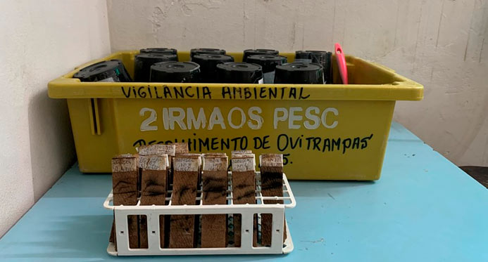 Sesa amplia vigilância do Aedes aegypti com ovitrampas e alcança 34 municípios
