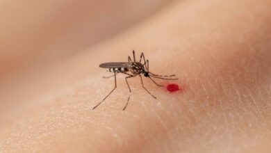 Brasil aprova a primeira vacina de dose única contra a dengue