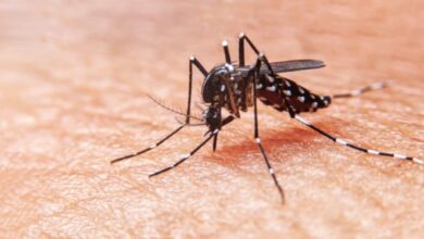 Casos de dengue caem 78% no Espírito Santo, mas Ministério da Saúde mantém alerta