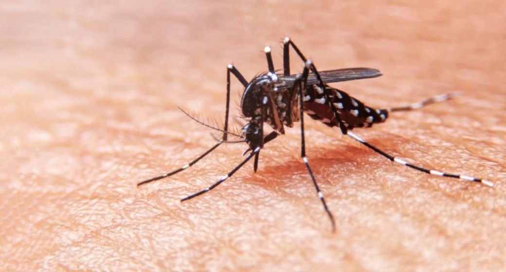 Casos de dengue caem 78% no Espírito Santo, mas Ministério da Saúde mantém alerta