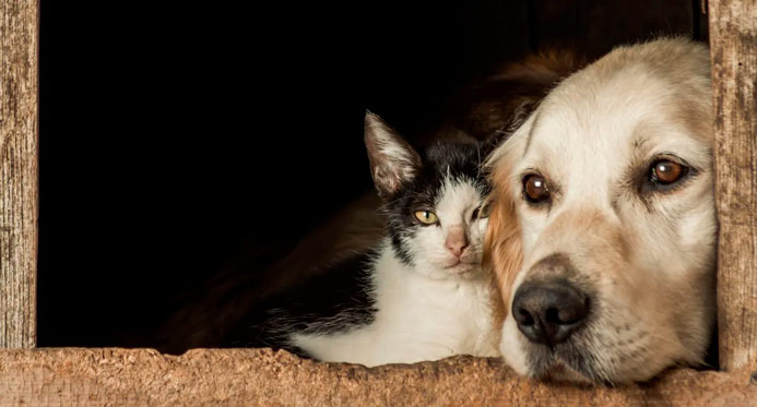 Campanha de vacinação contra raiva imuniza mais de 560 mil cães e gatos no Espírito Santo