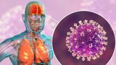 Ministério da Saúde nega casos de vírus Nipah no Brasil e descarta risco de pandemia