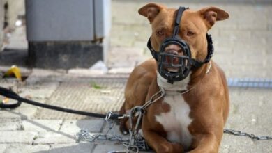 Projeto de lei quer proibir a criação e circulação de pit bulls no Espírito Santo