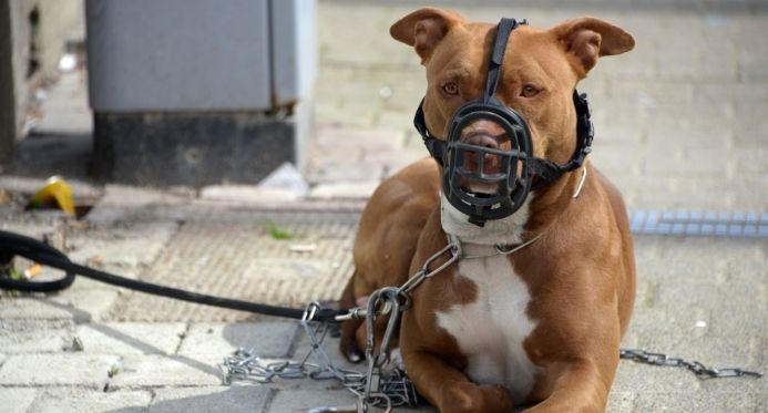 Projeto de lei quer proibir a criação e circulação de pit bulls no Espírito Santo