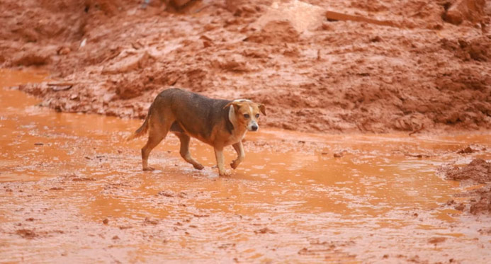 Senado aprova política de proteção a animais resgatados em desastres