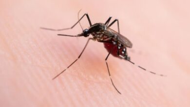 Dengue cai 75% no Brasil e país registra menor número de casos de malária em 50 anos