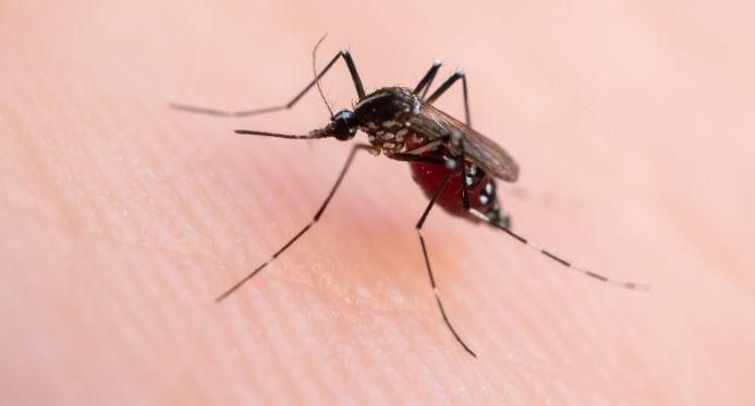 Dengue cai 75% no Brasil e país registra menor número de casos de malária em 50 anos