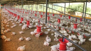Gripe aviária: Espírito Santo prorroga estado de emergência zoossanitária por mais seis meses