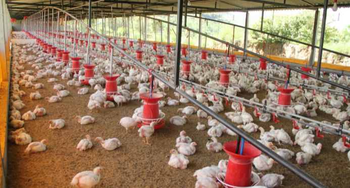 Gripe aviária: Espírito Santo prorroga estado de emergência zoossanitária por mais seis meses