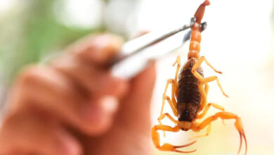 Acidentes por escorpião no ES: riscos persistem durante todo o ano