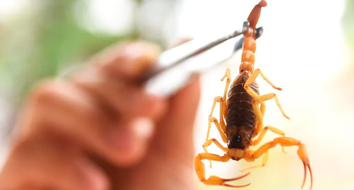 Acidentes por escorpião no ES: riscos persistem durante todo o ano