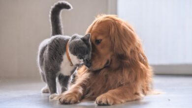 ES inicia vacinação antirrábica de cães e gatos; campanha terá Dia D em outubro – Em Dia ES