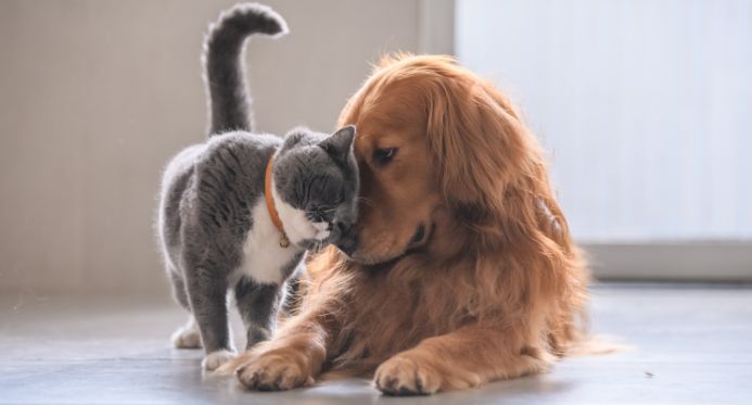 ES inicia vacinação antirrábica de cães e gatos; campanha terá Dia D em outubro – Em Dia ES