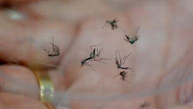 El Niño ameaça disparar casos de dengue e chikungunya no Brasil – Em Dia ES