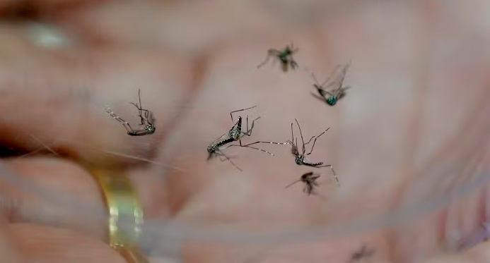 El Niño ameaça disparar casos de dengue e chikungunya no Brasil – Em Dia ES